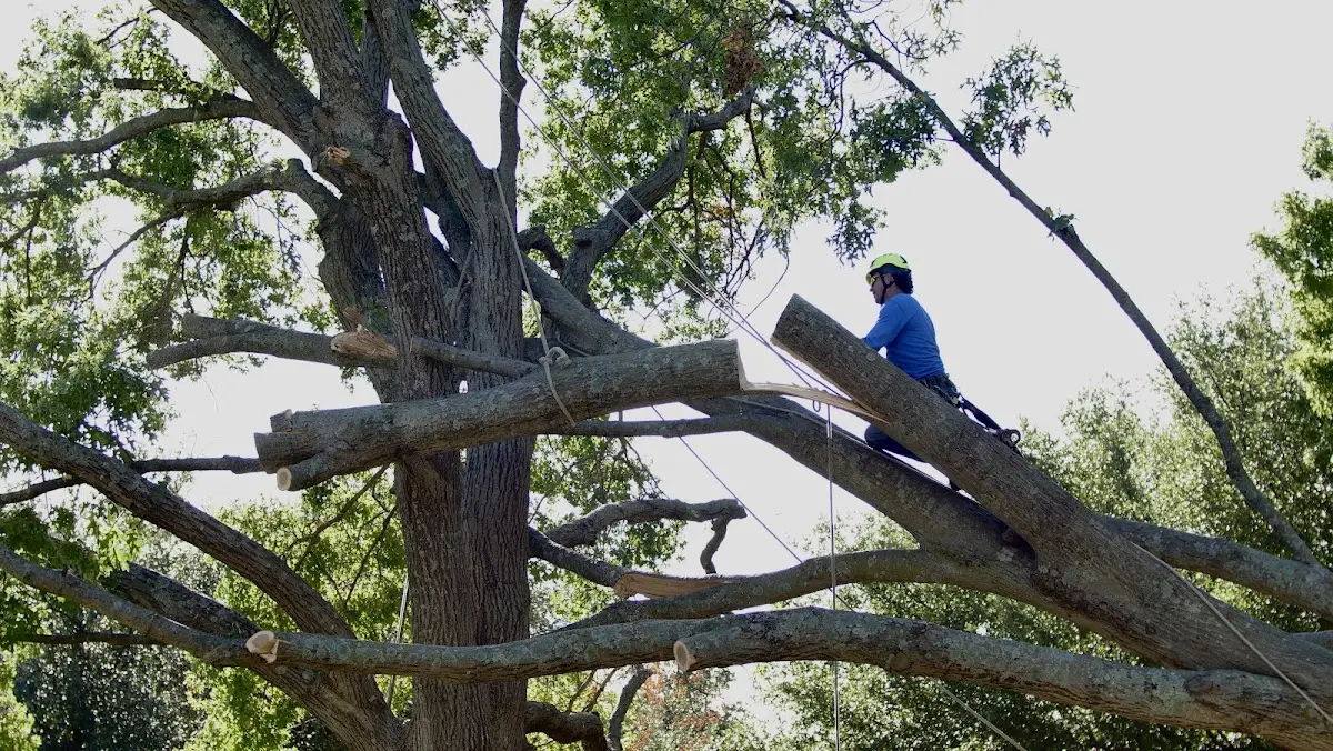 Professional Hazardous Tree Removal performed by certified arborists in Cascilla